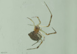 Common House Spider spiderling - Parasteatoda tepidariorum