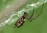 Bowl and Doily Spider Frontinella communis - female