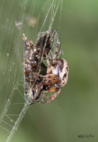 Furrow Orbweaver Larinioides cornutus