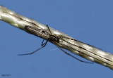Longjawed Orbweaver Tetragnatha guatemalenis