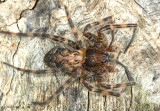 Fishing Spider - Dolomedes tenebrosus