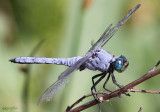 Western Pondhawk Erythemis collocata