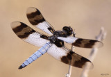 Desert Whitetail Plathemis subornata