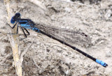 Paiute Dancer Argia alberta