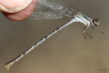 Sooty Dancer Argia lugens