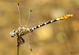 White-belted Ringtail Erpetogomphus compositus