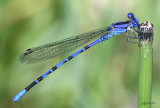 Vivid Dancer Argia vivida