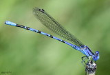 Vivid Dancer Argia vivida