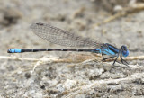 Paiute Dancer Argia alberta