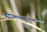 River Bluet Enallagma anna