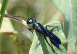 Thread-waisted Wasp