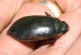 Diving Beetle Cybister explanatus