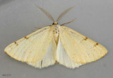 Speranza helena #6277