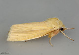 Neleucania praegracilis #10613