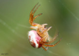 Six-spotted Orbweaver Araniella displicata