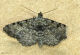 Hollow-spotted Angle Moth Digrammia gnophosaria #6405