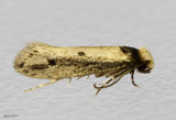 Tinea apicimaculella #0392