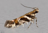 Aristotelia roseosuffusella #1761