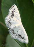 Chalky Wave Scopula purata #7158