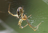 Lined Orbweaver Mangora gibberosa