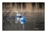 Stage IPS-Arta Vaugrenier - Cygnes - 0486
