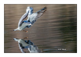 Stage IPS-Arta Vaugrenier - Mouette - 0475