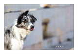 Stage IPS-Arta Nice - Chien joueur - 0744