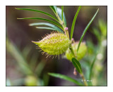 Macro - Jardin Botanique - Stage IPS-Arta sept 2016 - 114