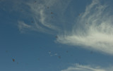 Trip 2012 Simpson Desert