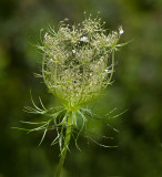Queen Anne, Unfolding