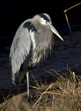 Great Blue