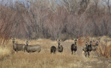 New Mexico Mule Deer