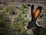 All Ears