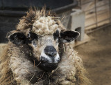 Barnyard Elder