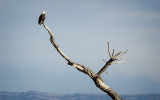 Wetland Watch
