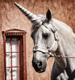 Unicorn for a Day