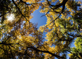 Cottonwood Canopy