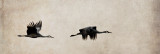 Sunset Flight - Sandhill Cranes