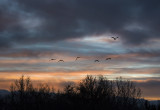 Morning Flight of Sandhill Cranes