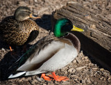 The Ubiquitous Mallard