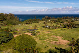 Taro Fields