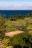 Taro Fields