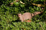 Mongoose