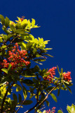 Brazilian Pepper Tree