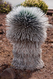 Haleakala Silversword