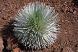 Young Haleakala Silversword