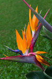 Bird of Paradise