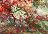 48 red lace leaf