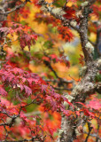 13 richness of fall