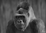 Mammals